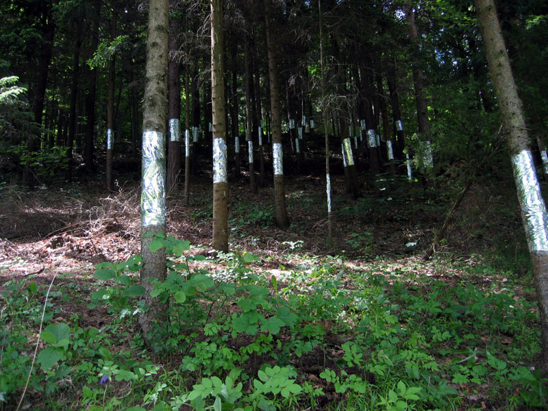 Baumstämme in einem dunklen Waldstreifen mit Alufolie umwickelt