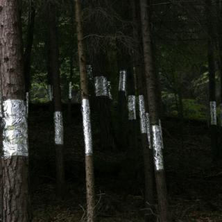 Baumstämme in einem dunklen Waldstreifen mit Alufolie umwickelt